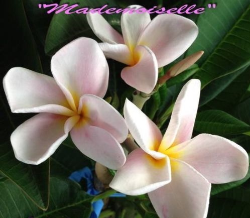 (image for) Plumeria Seeds 'Madamoiselle' 6 Seeds - Click Image to Close